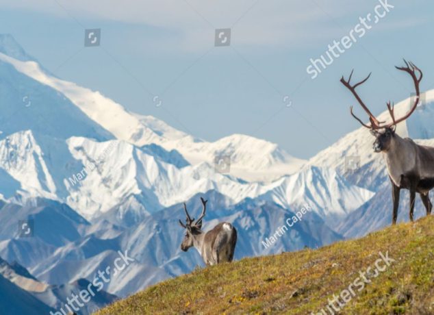 Majestic caribou bull in front of the mount Denali
