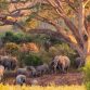 Elephants at the Kruger National Park in South Africa