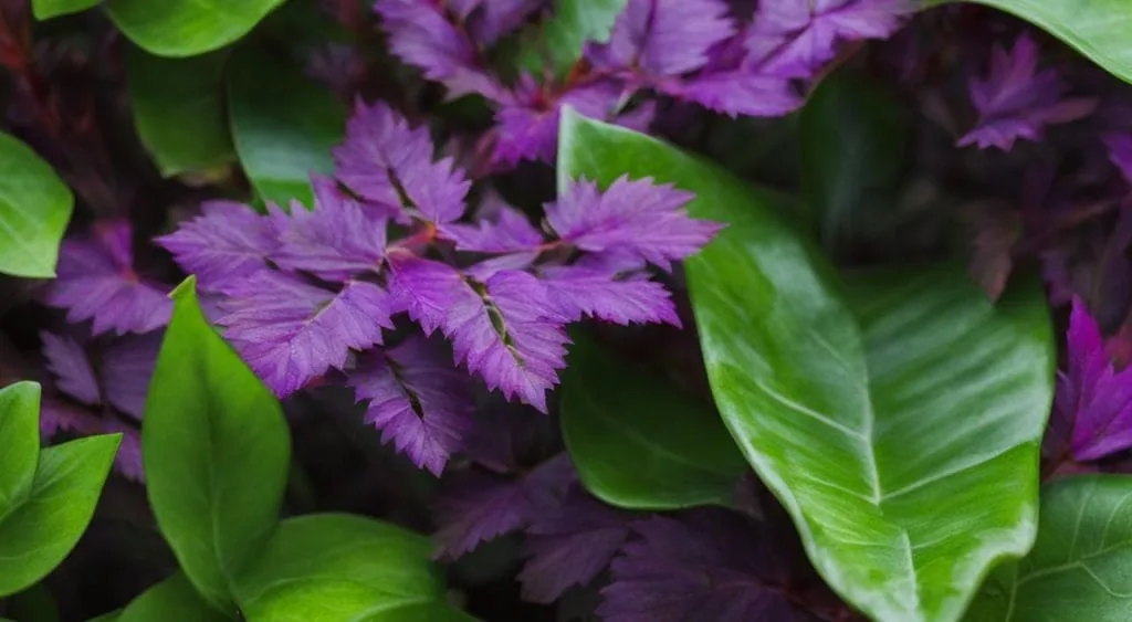 propriedades medicinais do ora pro nóbis