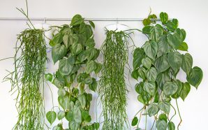 5 melhores ideias para plantar uma parede verde
