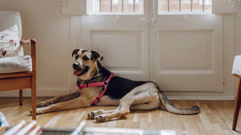 7 dicas para criar cachorros em apartamento