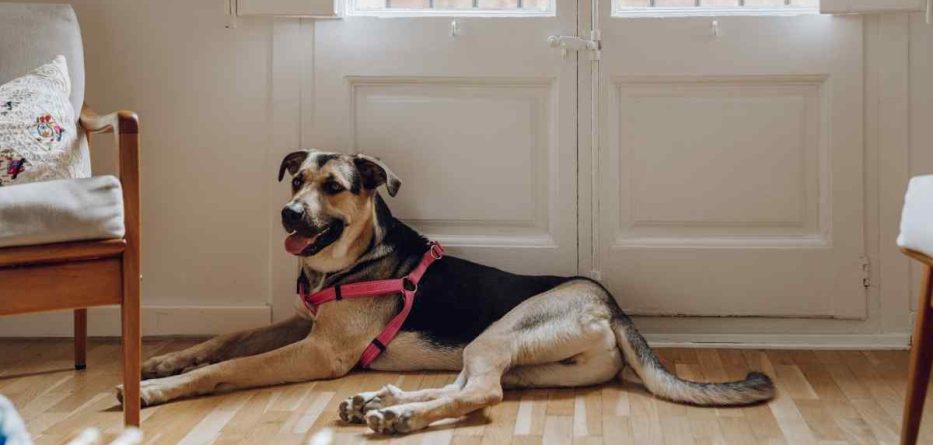 7 dicas para criar cachorros em apartamento