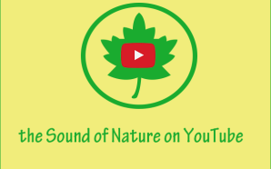 Obtenha o som da natureza no YouTube a partir desses 7 canais!