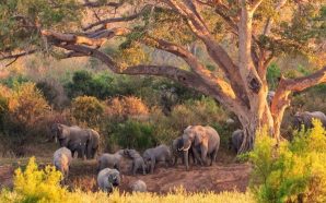 Melhor época para visitar o Parque Nacional Kruger e que…