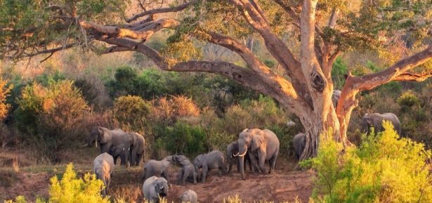 Elephants at the Kruger National Park in South Africa