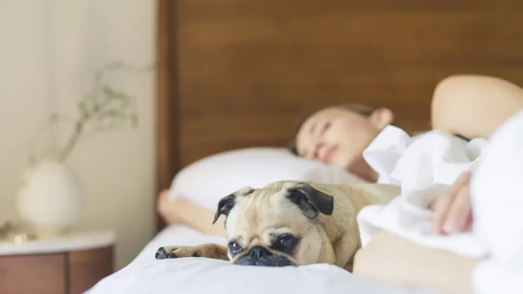 Dormir com cachorro transmite doença