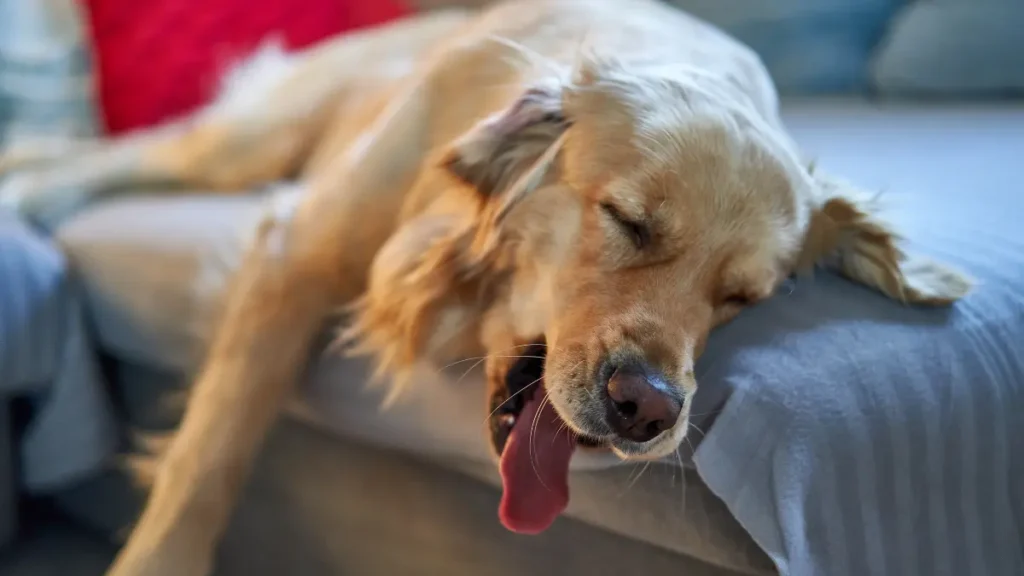 Dormir com cão faz mal à saúde