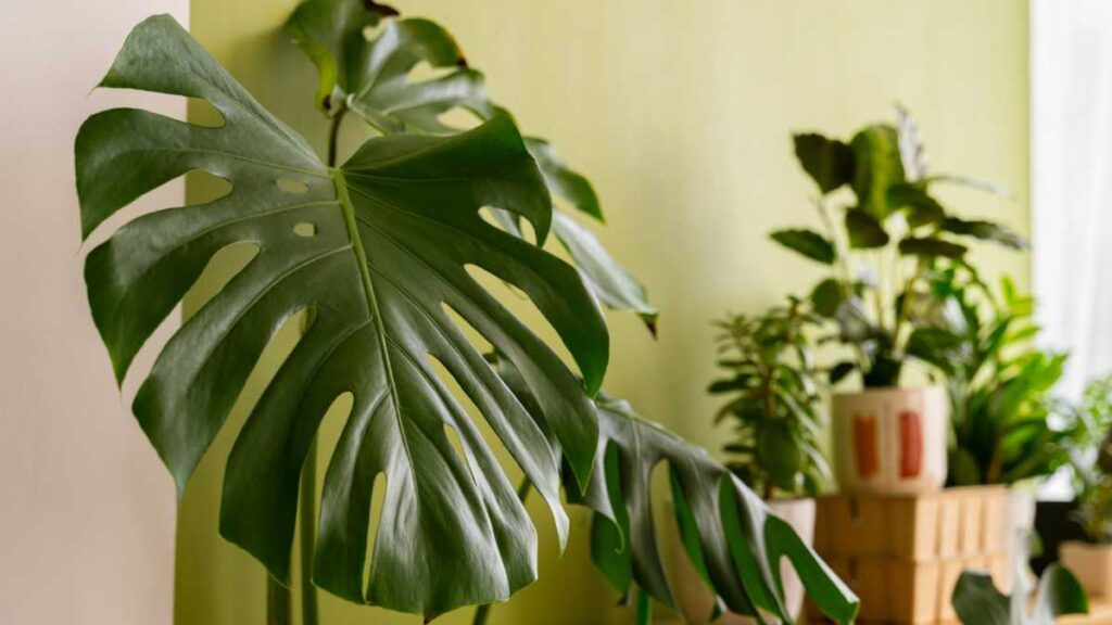 Plantas na decoração: 4 dicas para criar um ambiente mais natural