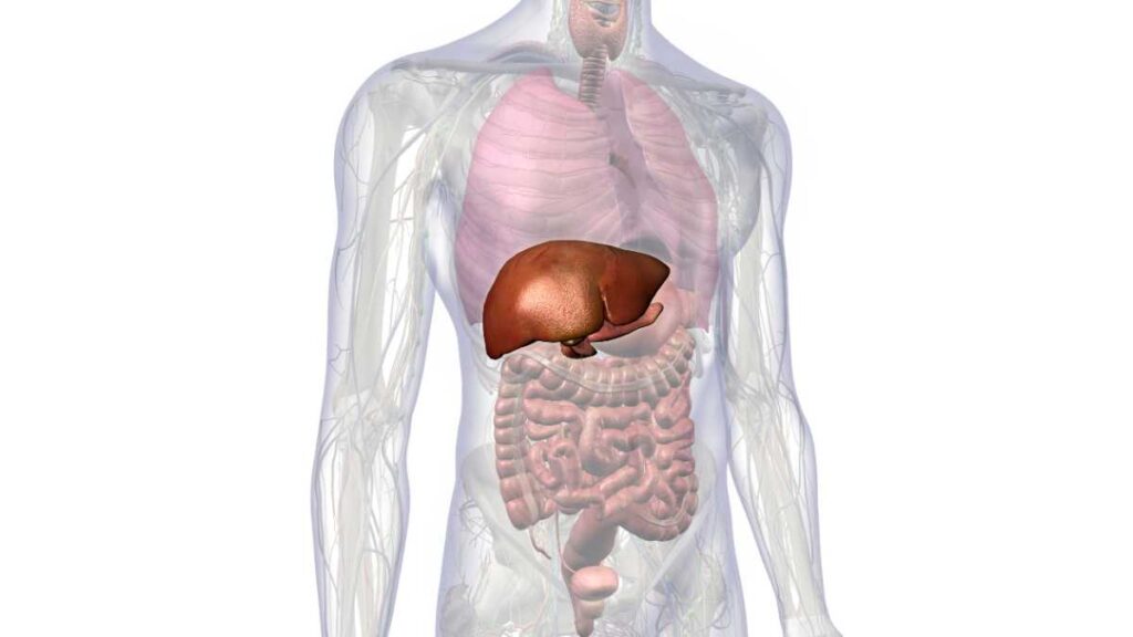 como fica o intestino após retirada da vesícula