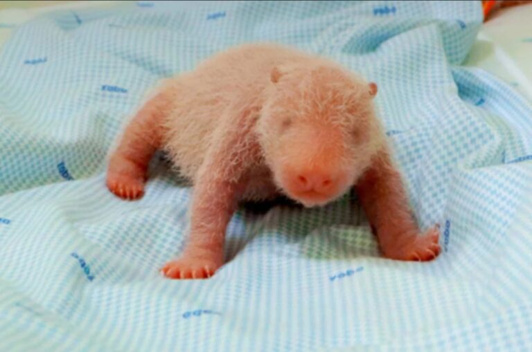 Primeiro panda-gigante da Indonésia é apresentado ao público