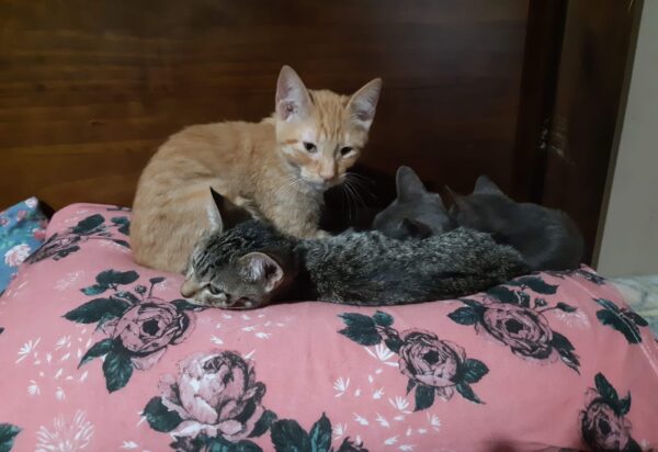 Abrigo sem apoio público mantém mais de 120 animais em Ibiúna