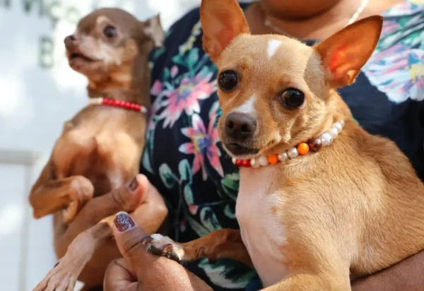 Recanto das Emas abre 600 vagas para castração gratuita de pets