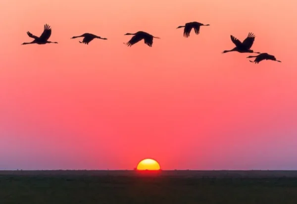 UNESCO abre edital para qualificar turismo de observação de aves e trilhas