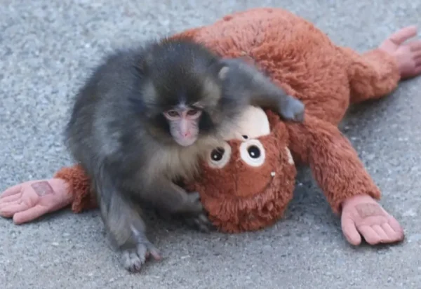 Macaco famoso da internet, Punch, celebra 1 ano com fãs